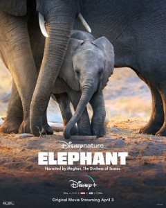 ELEPHANT (2020) DISNEY+ อัศจรรย์ชีวิตของช้าง